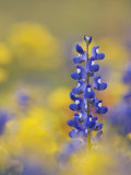 Texas Bluebonnet in Field of Wildflowers  Gonzales County  Texas