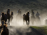 Cowboys Driving Horses at Sombrero Ranch  Craig  Colorado  USA