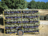 Drying Cut Lavander Flowers after Harvest  Sault  Provence  France  June 2004