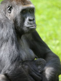 Western Lowland Gorilla Mother Holding Baby Captive  France