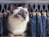 Birman Cat Amongst Tassles under Furniture