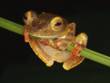 Harlequin Tree Frog on Stem of Rainforest Plant  Danum Valley  Sabah  Borneo