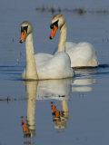Two Mute Swans  Hornborgasjon Lake  Sweden