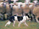 Sheepdog Rounding Up Domestic Sheep Bergueda  Spain  August 2004