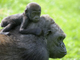 Western Lowland Gorilla Mother Carrying Baby on Her Back Captive  France