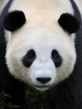 Head Portrait of a Giant Panda Bifengxia Giant Panda Breeding and Conservation Center  China