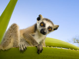 Ring-Tailed Lemur Looking Down from Large Spiney Plant  Itampolo  South Madagascar