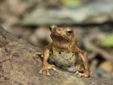 River Toad Danum Valley  Sabah  Borneo