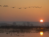 Common Cranes Flying in Formation at Sunrise  Hornborgasjon Lake  Sweden