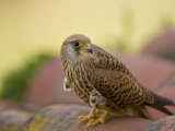 Lesser Kestrel Female on Roof Tiles  South Spain