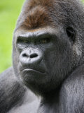 Male Silverback Western Lowland Gorilla Head Portrait  France