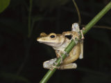 Four-Lined File Eared Tree Frog in Rainforest  Sukau  Sabah  Borneo