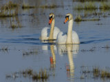 Two Mute Swan on Water  Hornborgasjon Lake  Sweden