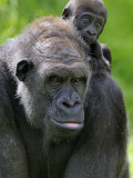 Western Lowland Gorilla Mother Carrying Baby on Her Back Captive  France