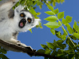Ring-Tailed Lemur Looking Down from Tree  Anja Private Reserve  Near Ambalavao  Central Madagascar