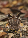 Bornean Horned Frog on Rainforest Floor  Danum Valley  Sabah  Borneo