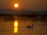 Whooper Swan  Hornborgasjon Lake  Sweden
