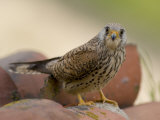 Lesser Kestrel Female on Roof Tiles  South Spain