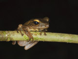 Four-Lined File Eared Tree Frog in Rainforest  Sukau  Sabah  Borneo