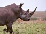 Northern White Rhinoceros Garamba Np  Dem Rep Congo 1989