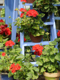 Rustic Garden Geranium Feature  Geranium Plants in Full Bloom on Blue Painted Wooden Stepladder  UK
