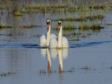 Two Mute Swans on Water  Hornborgasjon Lake  Sweden