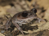 Lowland Litter Frog Danum Valley  Sabah  Borneo