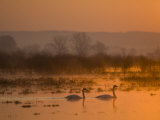 Whooper Swans at Sunrise  Hornborgasjon Lake  Sweden