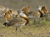 Geat Bustard Flock  Extremadura  South Spain
