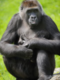 Western Lowland Gorilla Mother Holding Baby Captive  France