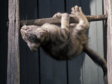 Scottish Fold Cat Hanging Upside-Down from Ladder Rung  Italy
