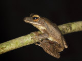 Four-Lined File Eared Tree Frog in Rainforest  Sukau  Sabah  Borneo