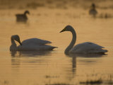 Whooper Swan and Mute Swan  Hornborgasjon Lake  Sweden