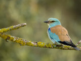 Common Roller Perched  South Spain