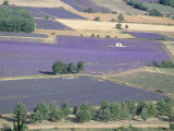 Mosaic of Fields of Lavander Flowers Ready for Harvest  Sault  Provence  France  June 2004