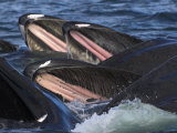 Humpback Whales Feeding on Herring  Frederick Sound  South East Alaska  USA
