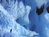 Two Adelie Penguins on Iceberg  Antarctica