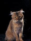 Somali Cat  Sitting Portrait
