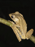 Bornean Eared File-Eared Tree Frog Danum Valley  Sabah  Borneo