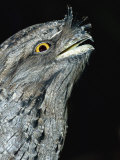Tawny Frogmouth Captive  Rainforest Habitat Wildlife Sanctuary  Port Douglas  Queensland  Australia
