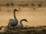 Two Whooper Swans  Hornborgasjon Lake  Sweden