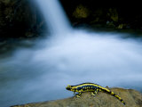 European Salamander on Rock in Stream  Pyrenees  Navarra Region  Spain