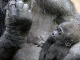 Western Lowland Gorilla Mother Holding Baby Captive  France