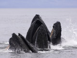 Humpback Whales Lunge-Feeding for Herring  Frederick Sound  South East Alaska  USA