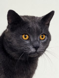 Certosina - Chartreux Cat  Portrait
