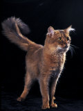 Somali Cat  Standing Portrait