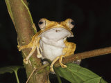 Bornean Eared File-Eared Tree Frog Danum Valley  Sabah  Borneo