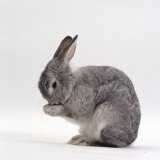 Silver Fox Male Rabbit  Licking Front Paws  Face Washing
