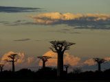 Baobab Trees in Baobabs Avenue  Near Morondava  West Madagascar