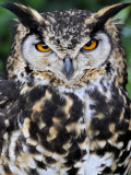 Head Portrait of Spotted Eagle-Owl Captive  France